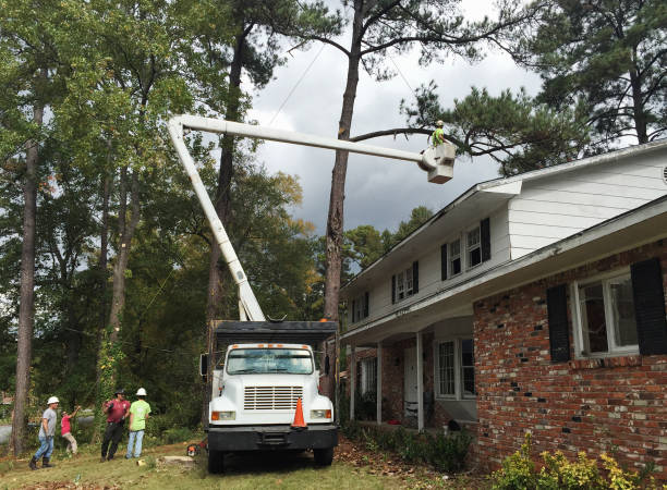 Leaf Removal